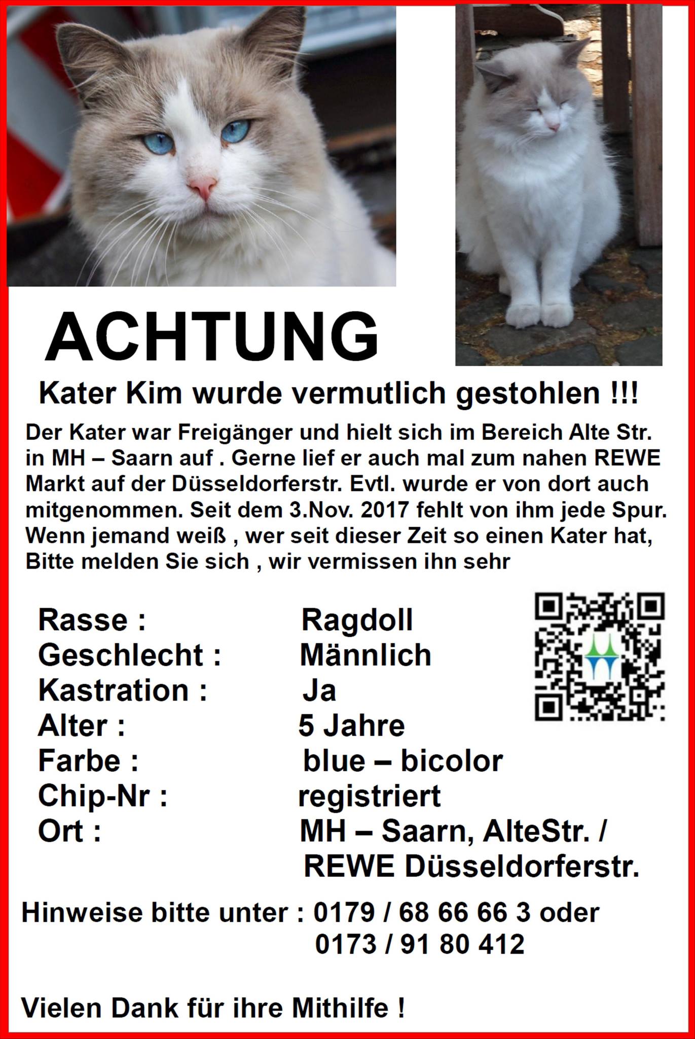 Suchplakat Kater Kim