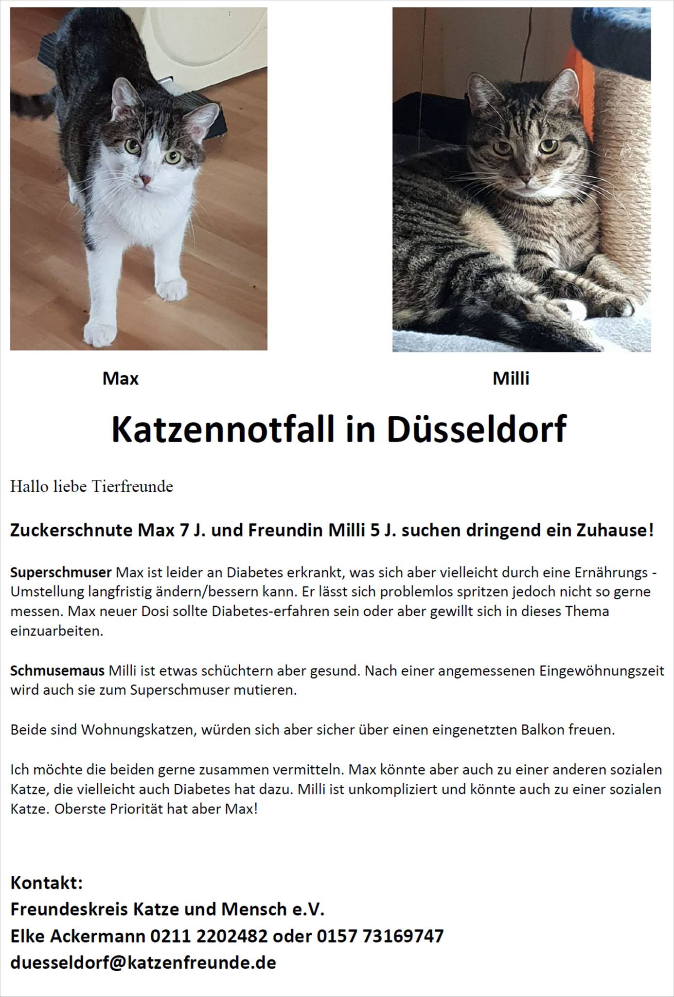 Katzenpaar Max und Milli