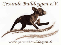 Gesunde Bulldogge